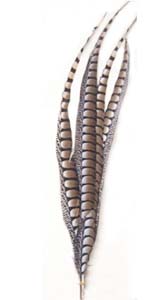 Lady Amherst-fácán toll 100 cm hosszú - #34 BROWN